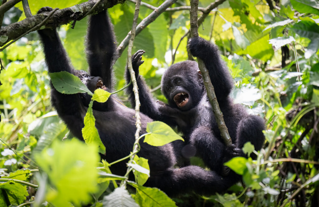 See Primates in 2 Days Gorilla Trekking in Uganda