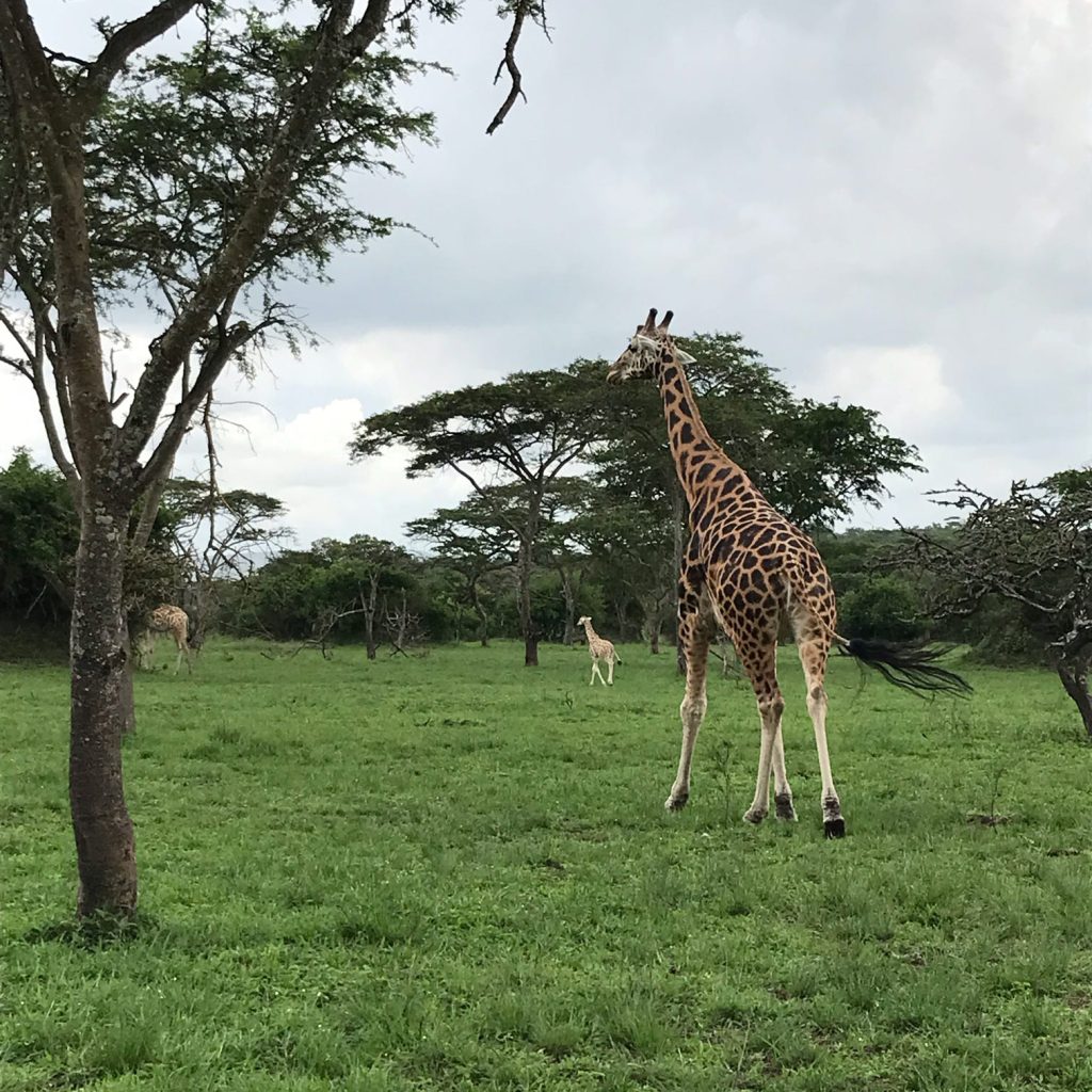 20250423_173819-8d1f-1-1024x1024 20250423 173819 8d1f 1 1024x1024 1