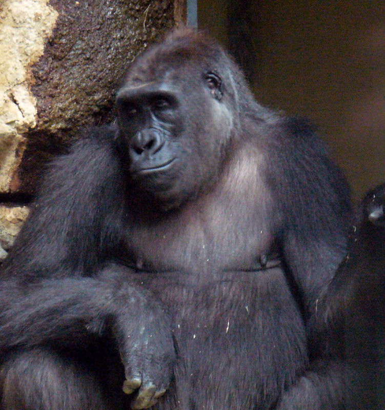 2078796356_E8A2F68528_C Gorilla Trekking In DRC