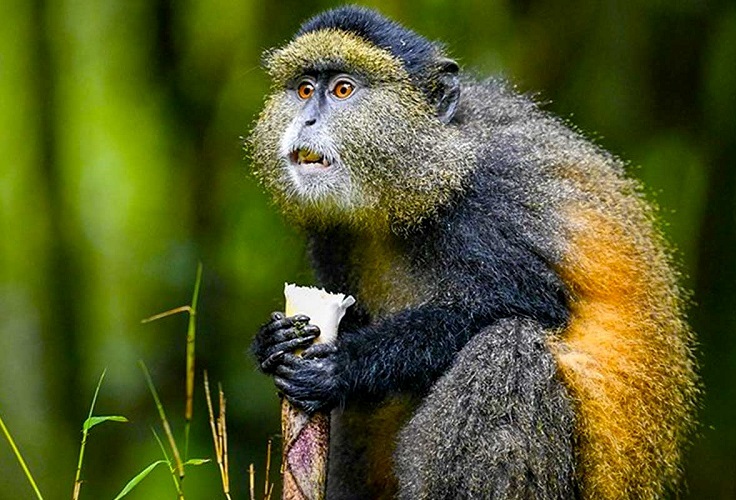 221680611977 Golden Monkey