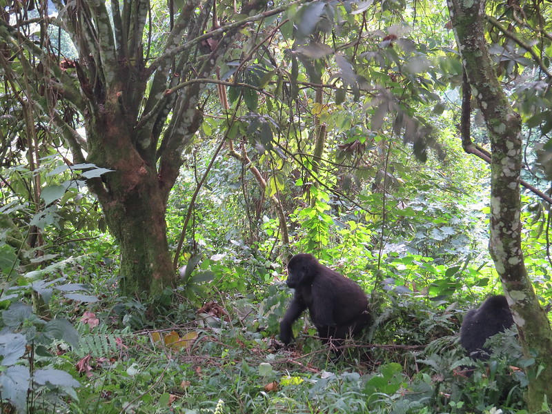 23583306914_C25787A32F_C Are gorilla families aggressive or dangerous?