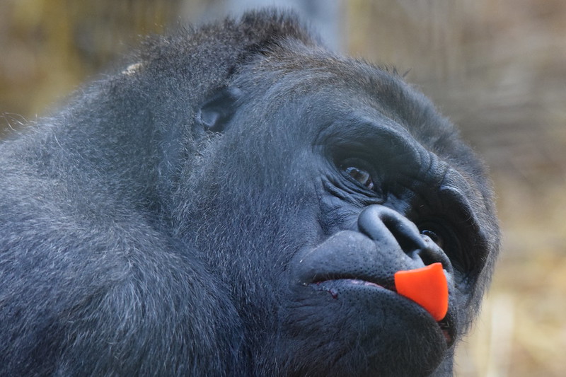 23683068319 cc261b58bf c