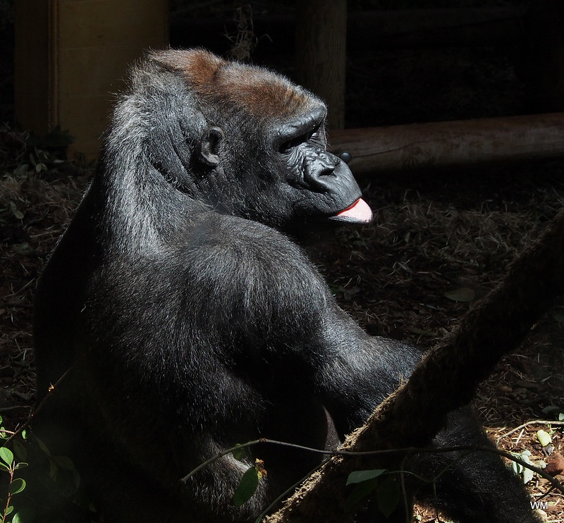 23994259560_5D751A0805_C Gorilla Trekking In DRC