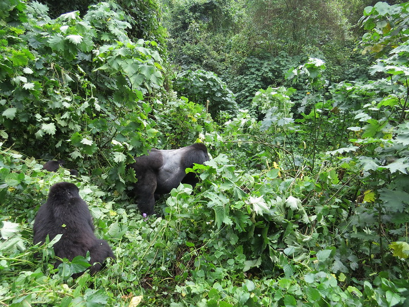 Key Species In Bwindi &Amp; Mgahinga 155 Key Species in Bwindi & Mgahinga