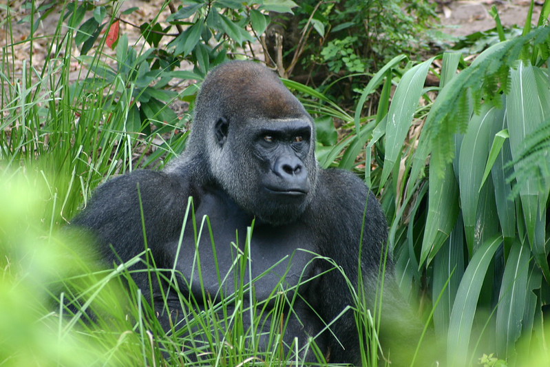 2468577519_E83A76A830_C Gorilla Mist