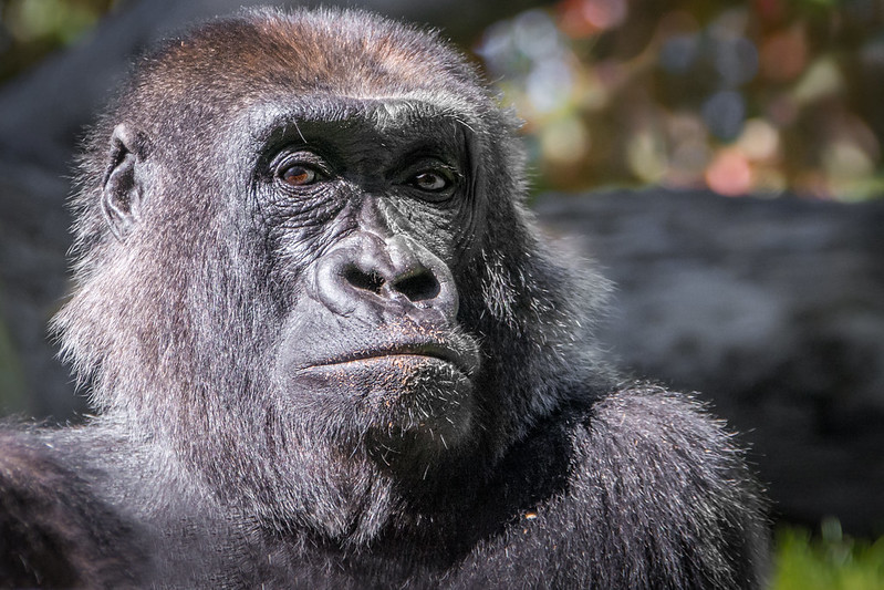24897330271_Ec862Cbcae_C Non-Habituated Gorilla Groups