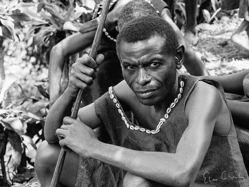 Key Species In Bwindi &Amp; Mgahinga 130 Key Species in Bwindi & Mgahinga