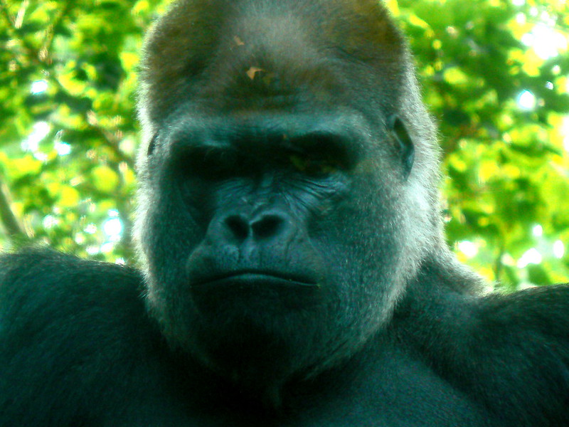 2532817520_7Dbbb29Bf5_C Gorilla Mist