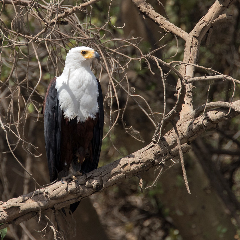 26092276654 9f13262c58 c