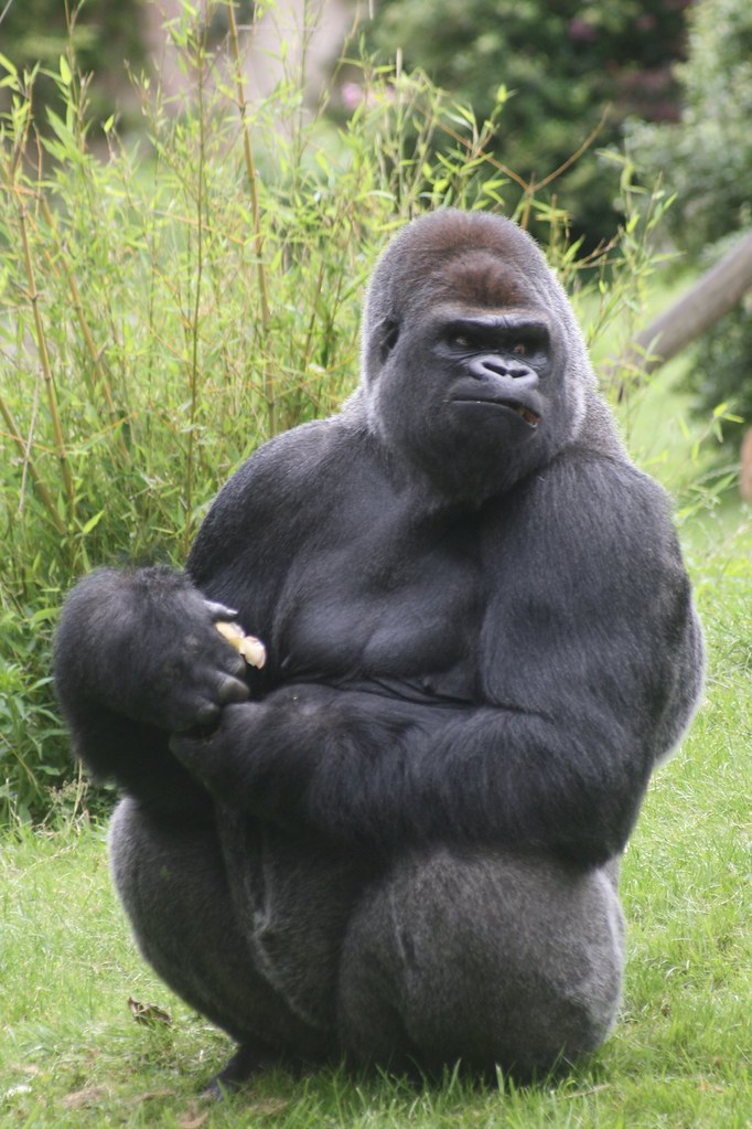 Key Species In Bwindi &Amp; Mgahinga 39 Key Species in Bwindi & Mgahinga