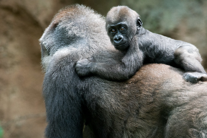 27392078482 028df36a93 c