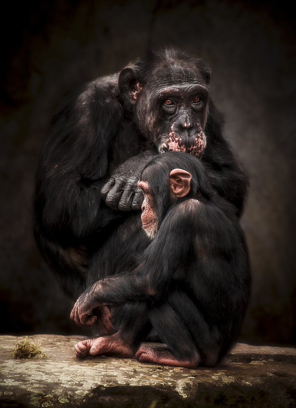 Key Species In Bwindi &Amp; Mgahinga 53 Key Species in Bwindi & Mgahinga