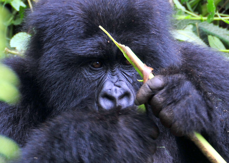 Key Species In Bwindi &Amp; Mgahinga 83 Key Species in Bwindi & Mgahinga