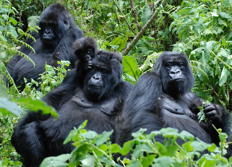 Key Species In Bwindi &Amp; Mgahinga 121 Key Species in Bwindi & Mgahinga