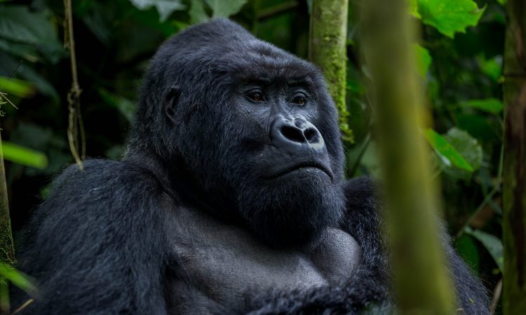 4-Day Uganda Gorilla Trekking Safari 9 svg+xml;charset=utf