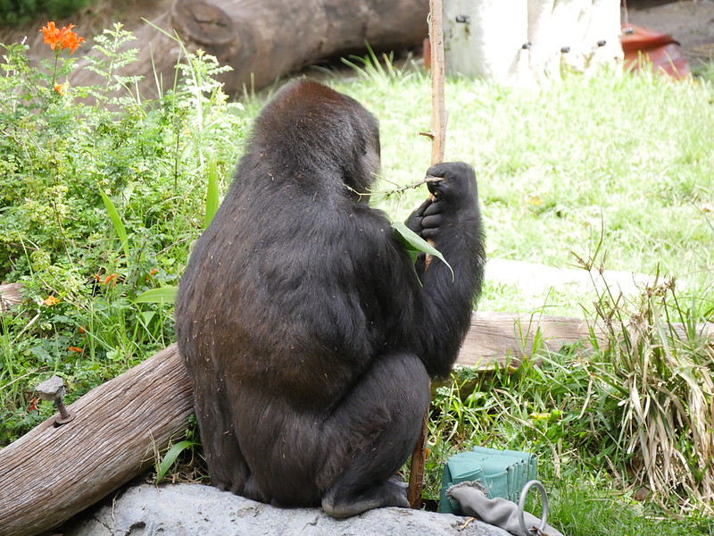 Key Species In Bwindi &Amp; Mgahinga 48 Key Species in Bwindi & Mgahinga