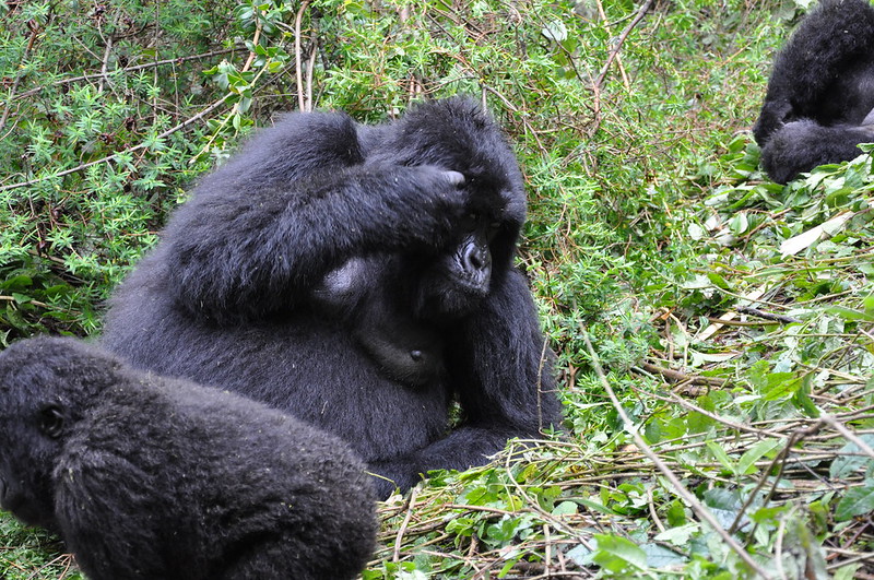 3050827019_05B787283A_C Non-Habituated Gorilla Groups