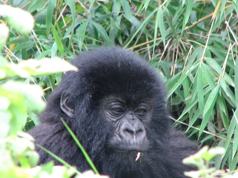 Key Species In Bwindi &Amp; Mgahinga 97 Key Species in Bwindi & Mgahinga