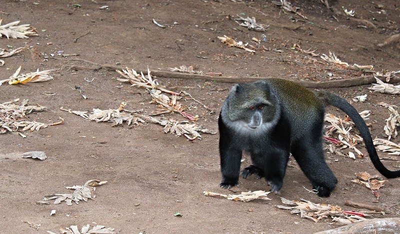 Key Species In Bwindi &Amp; Mgahinga 123 Key Species in Bwindi & Mgahinga