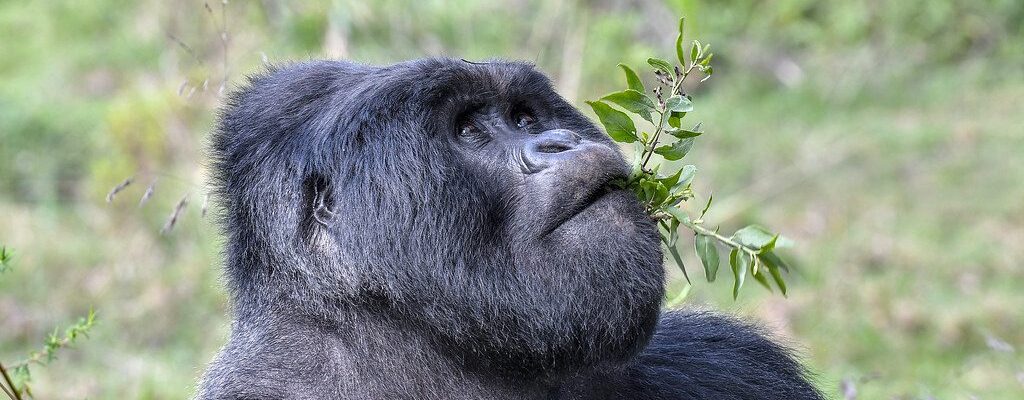 What Gorilla Trekking Really Looks Like (Raw Mountain Gorilla Videos from the Forest) 22 svg+xml;charset=utf