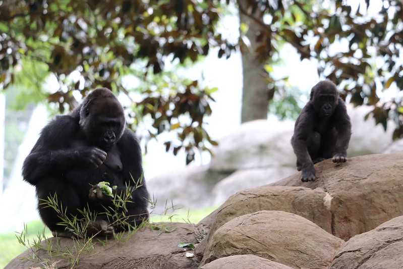 32856735827_3B667A5B94_C What happens on the day of a gorilla trek?