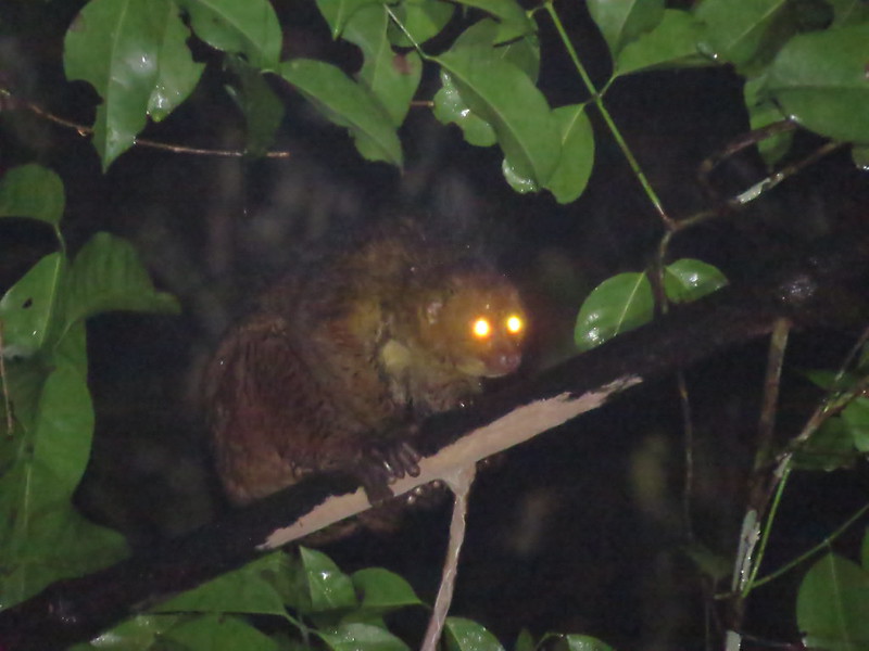 33302417294_1Aff20A28F_C African Potto — Nocturnal Primate