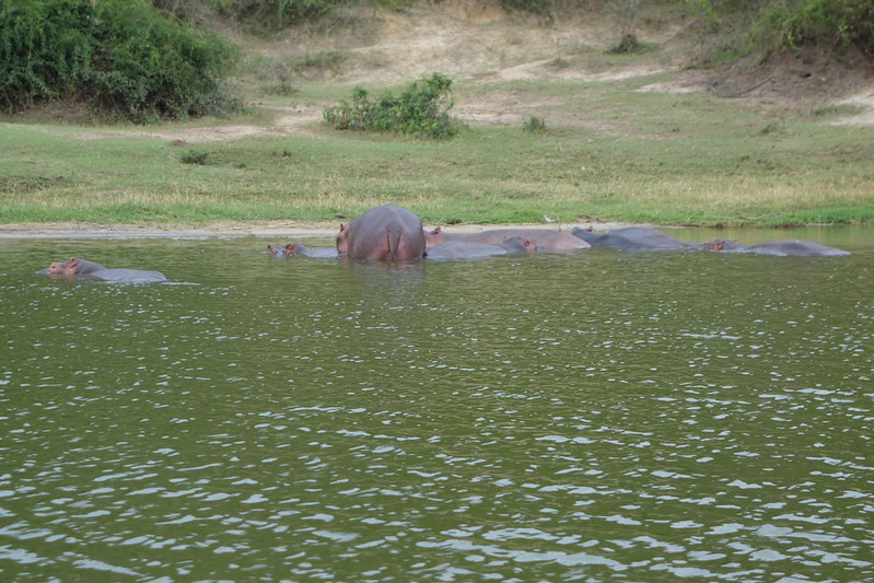 What Gorilla Trekking Really Looks Like (Raw Mountain Gorilla Videos from the Forest) 20 svg+xml;charset=utf