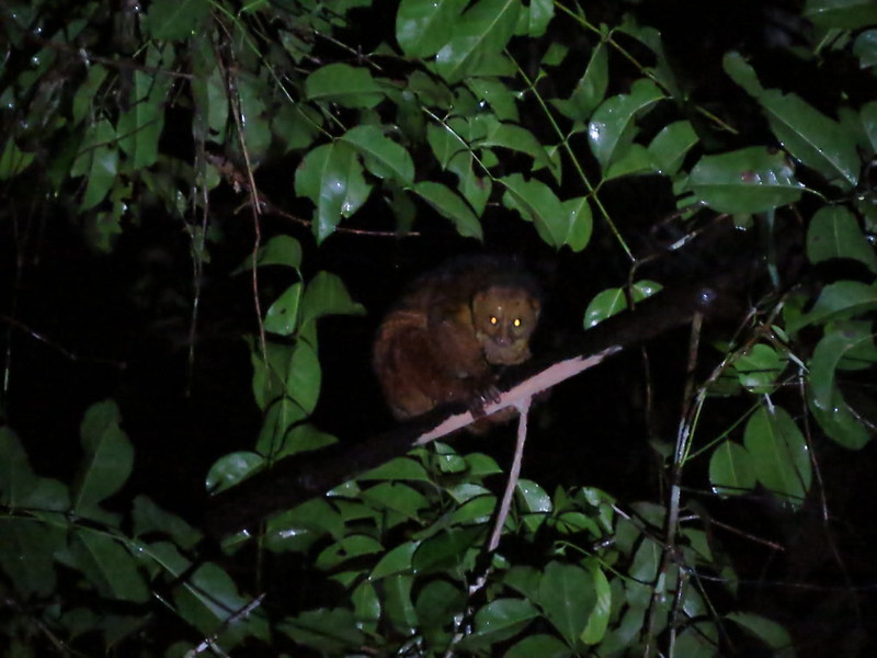 34014478451_0Cfd4880C2_C African Potto — Nocturnal Primate