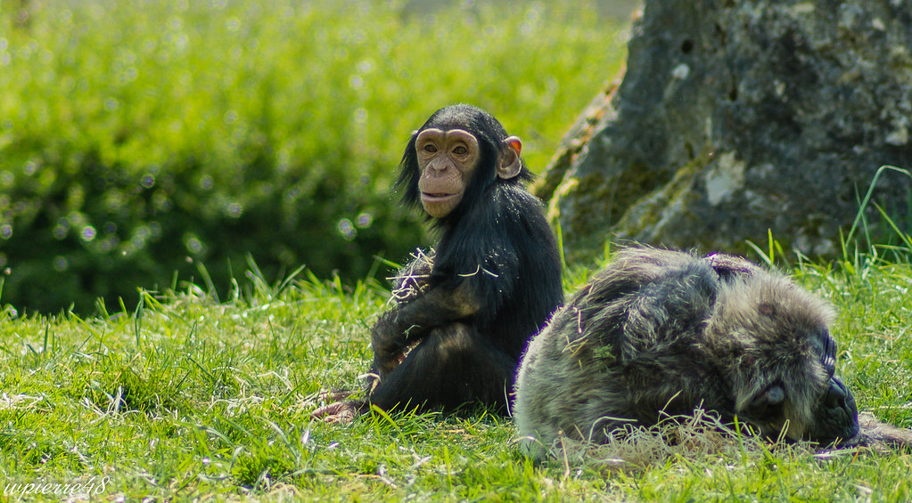 34430884235_Daa5Fd44Fe_B Chimpanzees