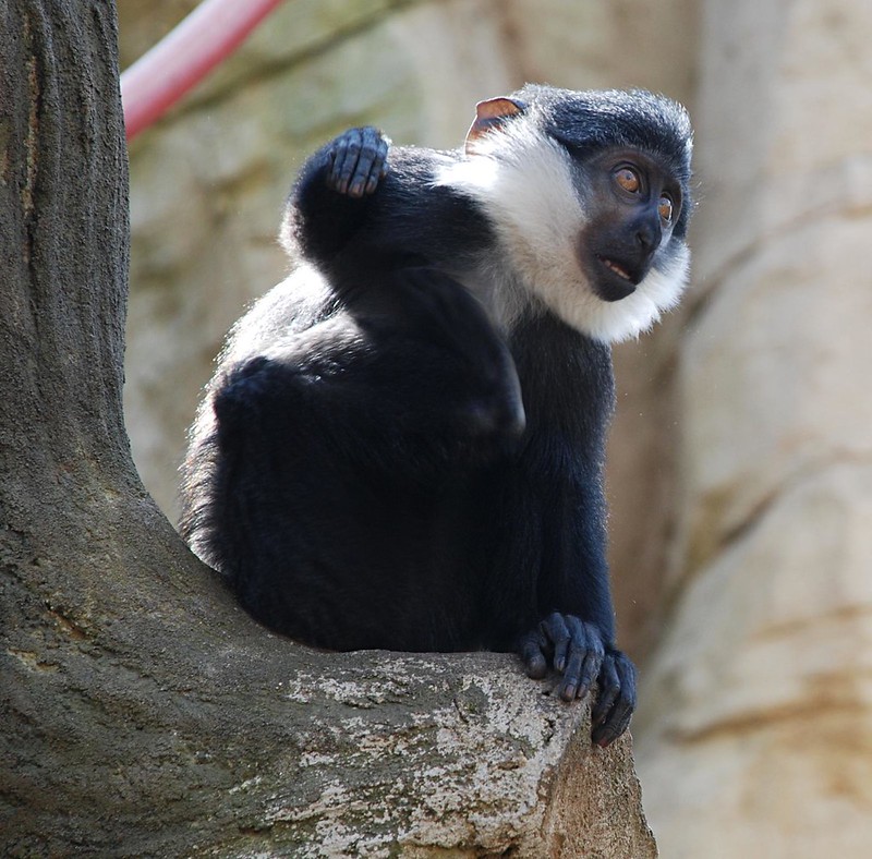 Key Species In Bwindi &Amp; Mgahinga 58 Key Species in Bwindi & Mgahinga