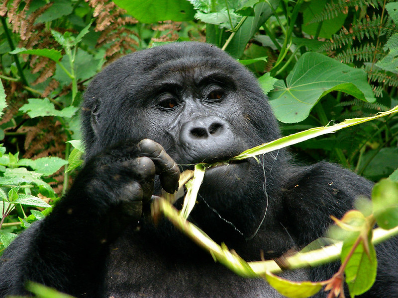 Key Species In Bwindi &Amp; Mgahinga 122 Key Species in Bwindi & Mgahinga