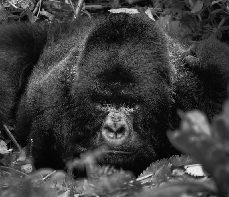 Key Species In Bwindi &Amp; Mgahinga 120 Key Species in Bwindi & Mgahinga