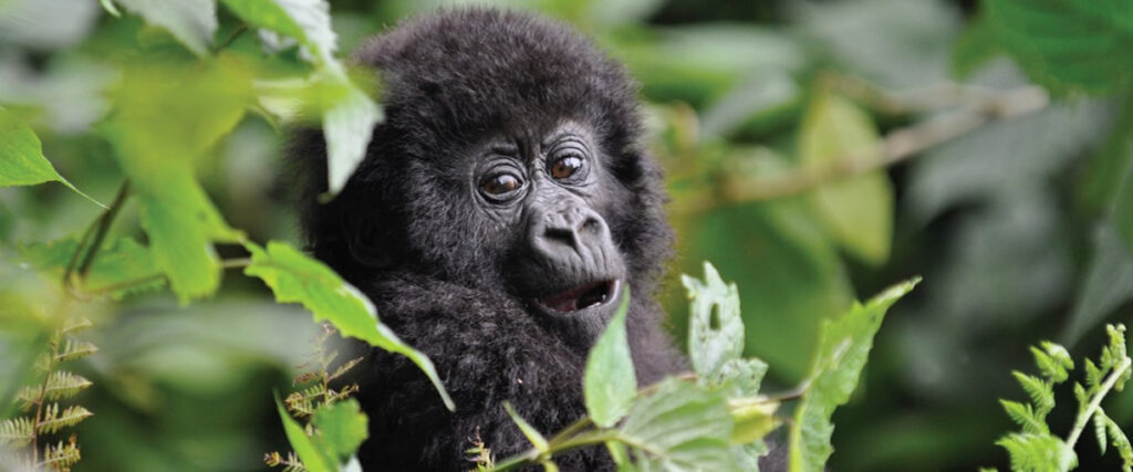 Key Species In Bwindi &Amp; Mgahinga 90 Key Species in Bwindi & Mgahinga