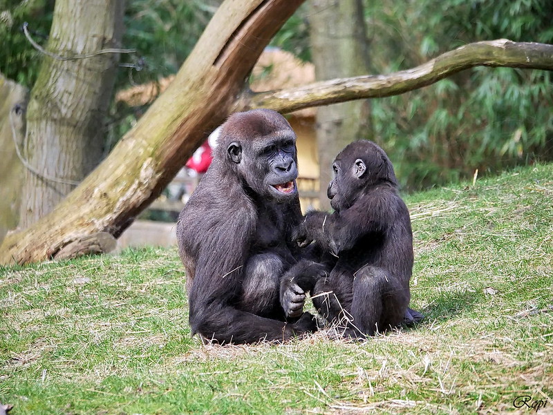 40437073285_B81E1Ba4B4_C Gorilla Trekking in Rwanda vs Uganda
