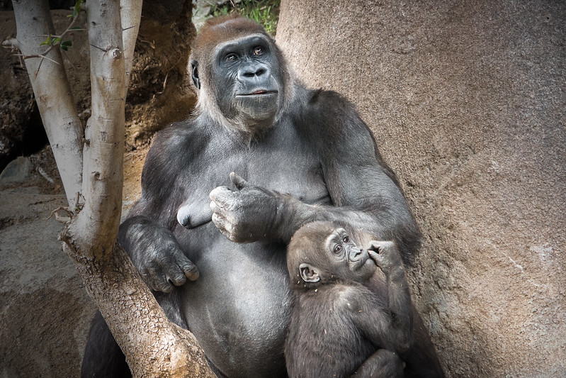 Key Species In Bwindi &Amp; Mgahinga 62 Key Species in Bwindi & Mgahinga