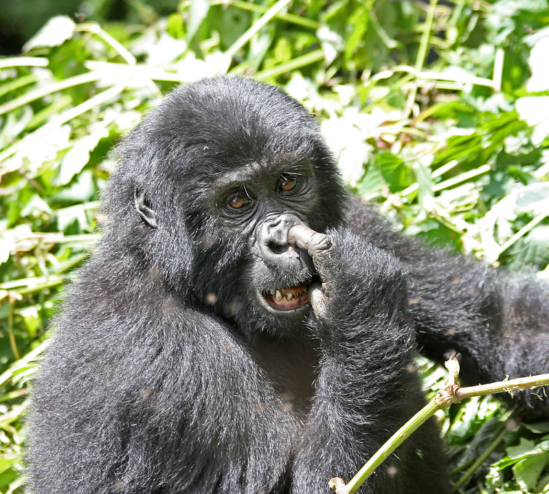 Key Species In Bwindi &Amp; Mgahinga 56 Key Species in Bwindi & Mgahinga