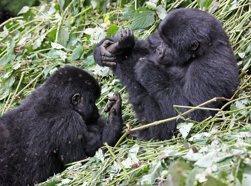Key Species In Bwindi &Amp; Mgahinga 124 Key Species in Bwindi & Mgahinga