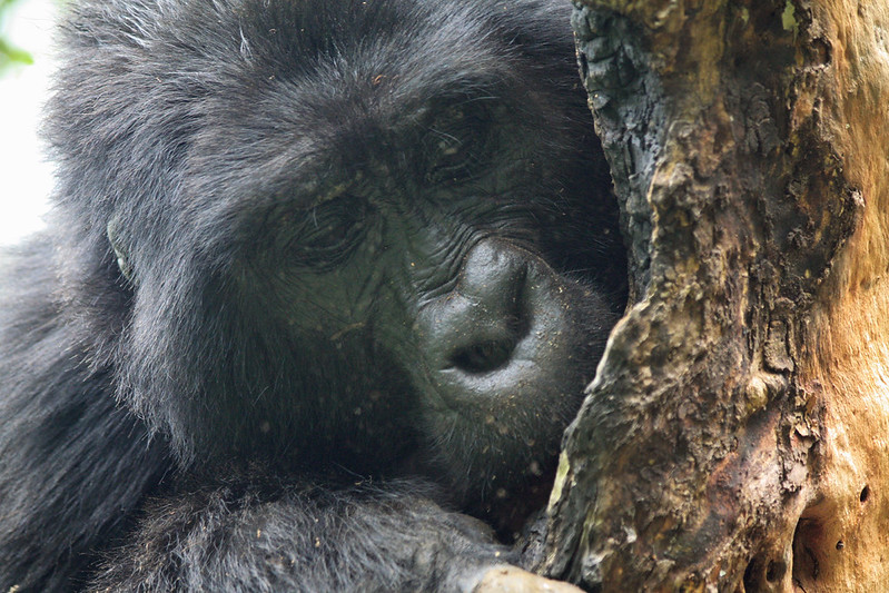 Key Species In Bwindi &Amp; Mgahinga 134 Key Species in Bwindi & Mgahinga