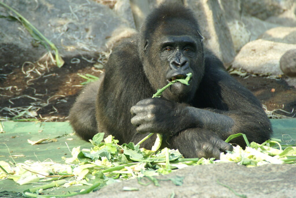 Key Species In Bwindi &Amp; Mgahinga 152 Key Species in Bwindi & Mgahinga