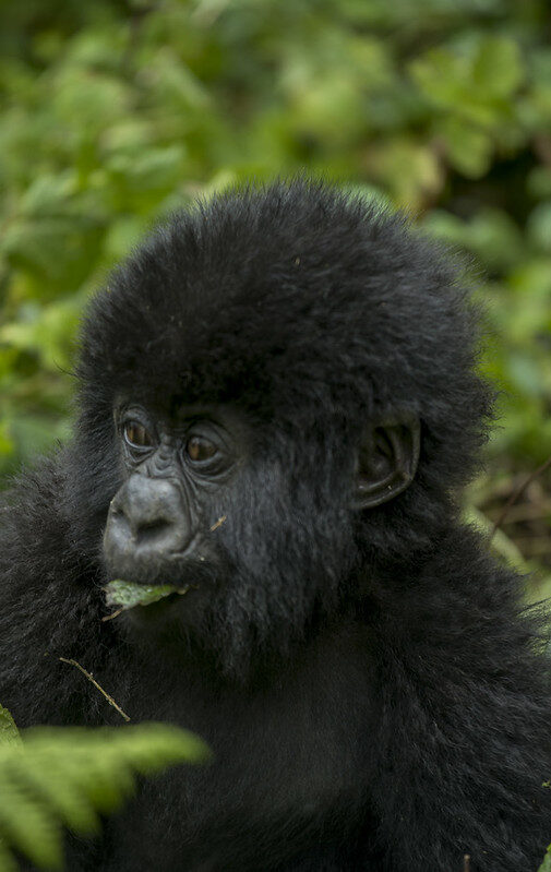 Key Species In Bwindi &Amp; Mgahinga 117 Key Species in Bwindi & Mgahinga