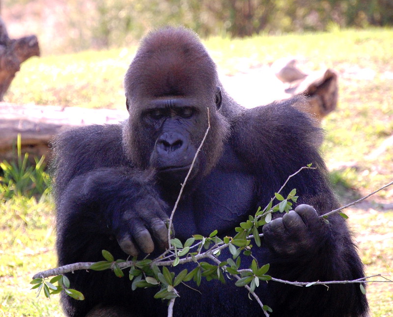 Key Species In Bwindi &Amp; Mgahinga 154 Key Species in Bwindi & Mgahinga