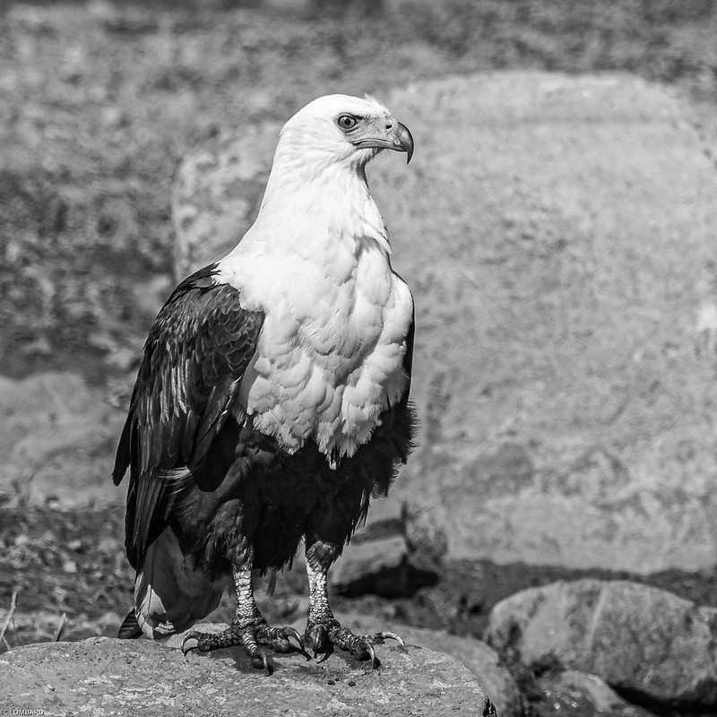 48138120376 1e8603d352 c