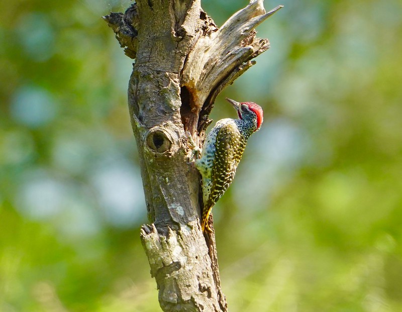 Key Species In Bwindi &Amp; Mgahinga 139 Key Species in Bwindi & Mgahinga