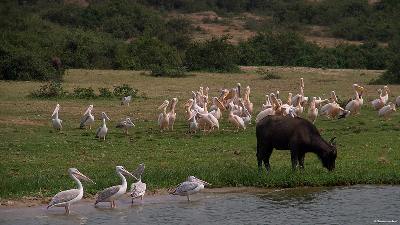 Key Species In Bwindi &Amp; Mgahinga 131 Key Species in Bwindi & Mgahinga