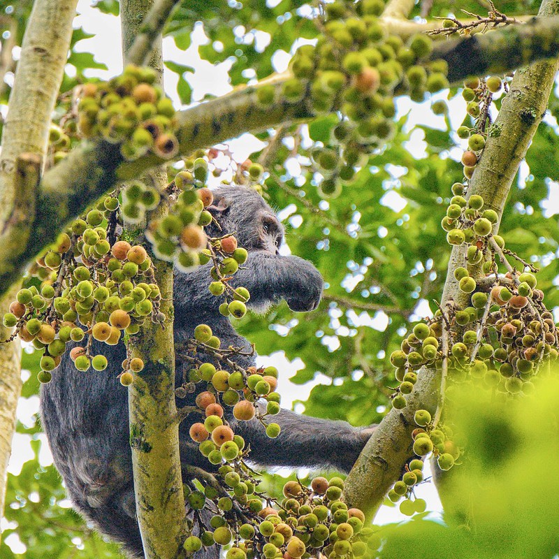 49198011161_13E8653F9C_C L'Hoest's monkey