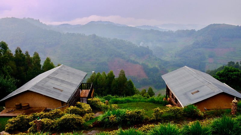 Key Species In Bwindi &Amp; Mgahinga 116 Key Species in Bwindi & Mgahinga