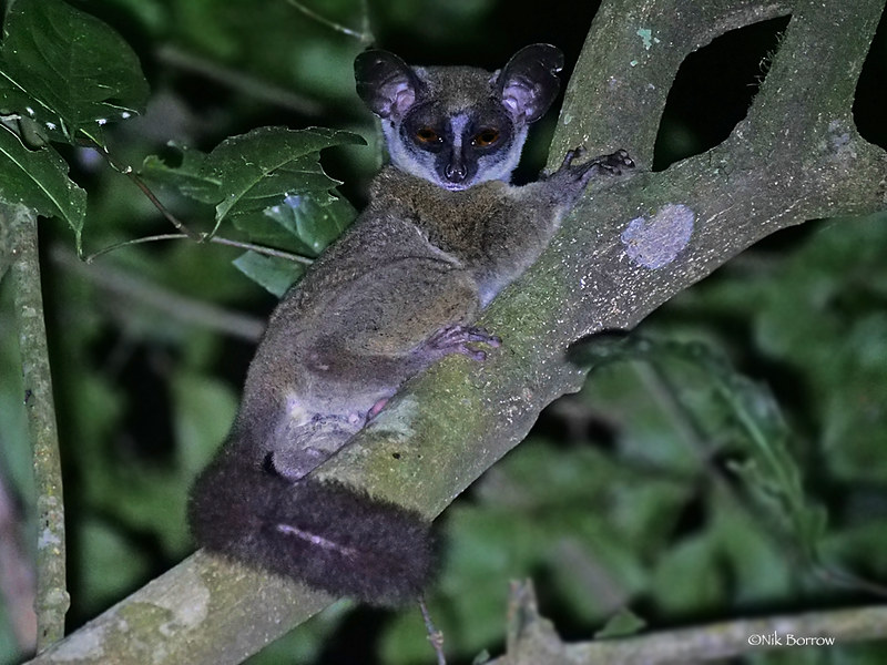 Key Species In Bwindi &Amp; Mgahinga 60 Key Species in Bwindi & Mgahinga