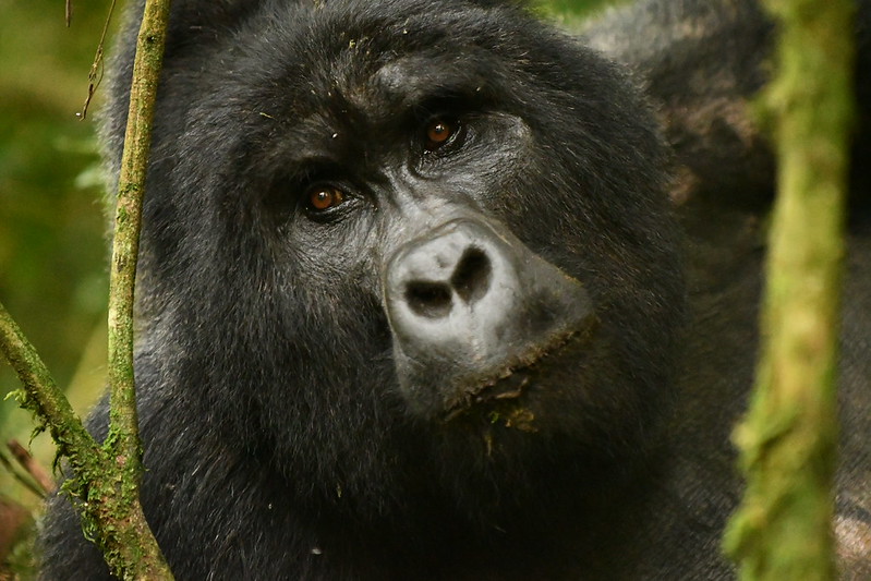 49623553468_7Ab8549E80_C 3-Day Gorilla Trek in Mgahinga via Kigali – Volcano Views and Gorillas