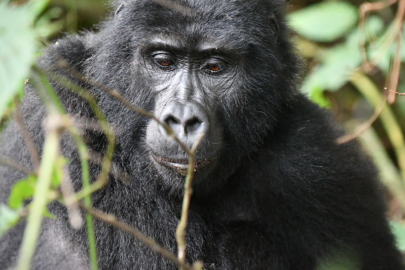 Key Species In Bwindi &Amp; Mgahinga 125 Key Species in Bwindi & Mgahinga