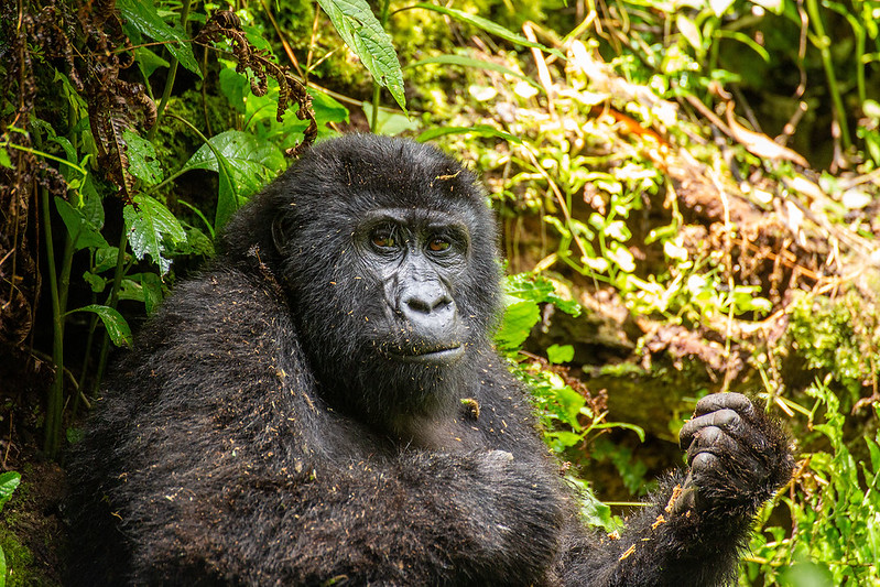 Key Species In Bwindi &Amp; Mgahinga 147 Key Species in Bwindi & Mgahinga